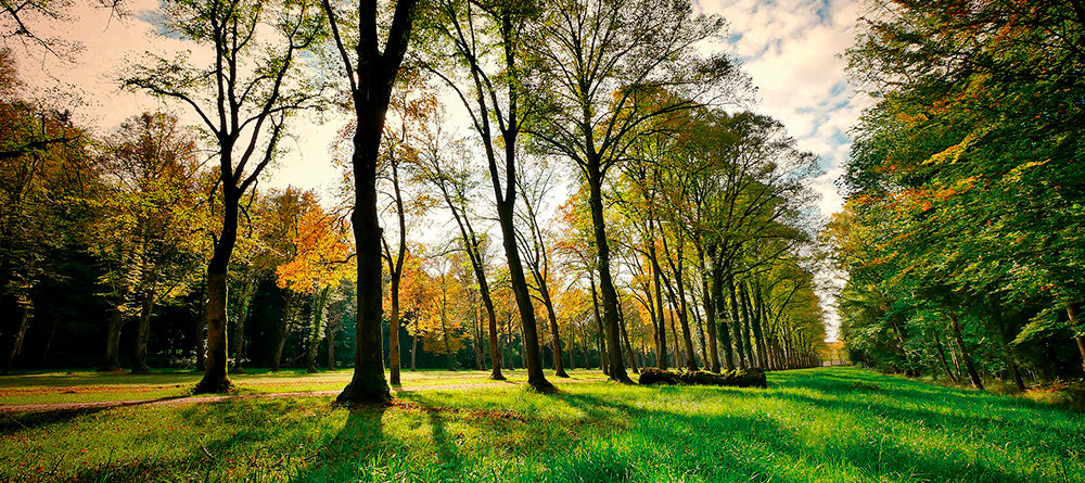 Imatge pels mitjans: Parc més verd  