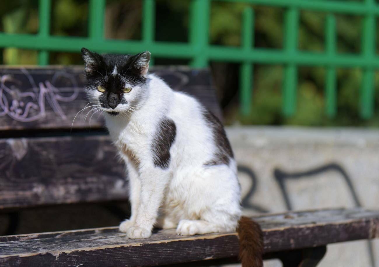 Imatge pels mitjans: Mètode CER a les colònies de gats