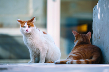Registre, esterilització i control de la salut dels gats de carrer